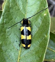 Tragocephala pretiosa