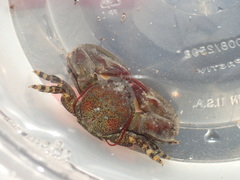 Petrolisthes cinctipes