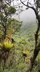 Vriesea altodaserrae