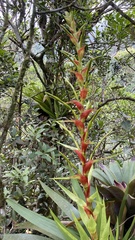 Vriesea altodaserrae