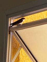 Pygochelidon cyanoleuca