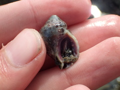 Acanthinucella