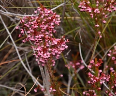 Erica rubiginosa