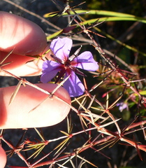 Platytheca juniperina