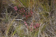 Erica rubiginosa