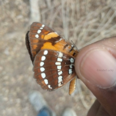 Byblia anvatara crameri