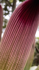 Vriesea platynema variegata