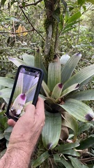 Vriesea platynema variegata