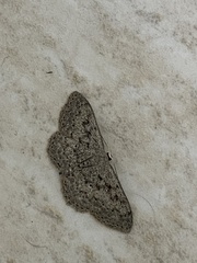 Scopula guancharia
