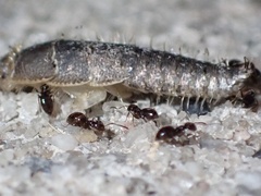 Brachymyrmex patagonicus image