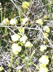 Chrysosplenium iowense