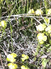 Chrysosplenium iowense