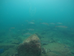 Caranx caballus
