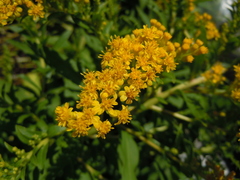 Solidago azorica