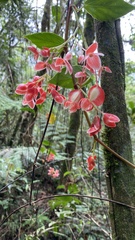 Begonia radicans