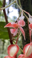 Begonia radicans