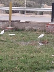 Bubulcus ibis