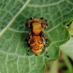 Phiale crocea
