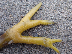 Fucus distichus edentatus