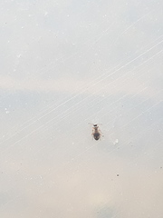 Omonadus bifasciatus