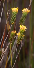 Lachnaea aurea