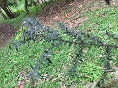 Araucariaceae