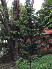 Araucariaceae