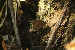 Pindis squamistriga