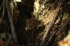 Pindis squamistriga