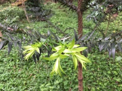 Araucariaceae