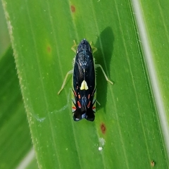 Diedrocephala variegata