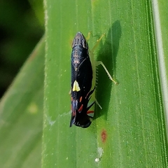 Diedrocephala variegata