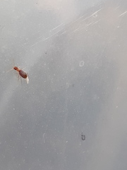 Mecynotarsus serricornis