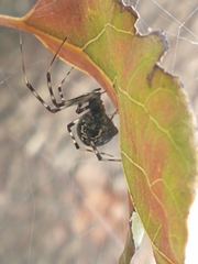 Parasteatoda tepidariorum