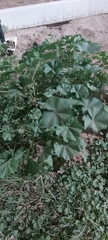 Malva parviflora