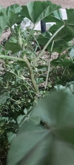 Malva parviflora