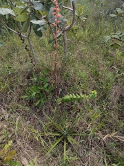 Dyckia brasiliana