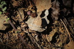 Pindis squamistriga