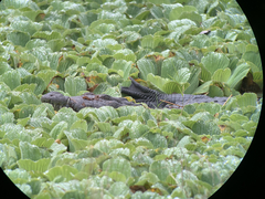 Crocodylus moreletii image