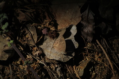 Pindis squamistriga