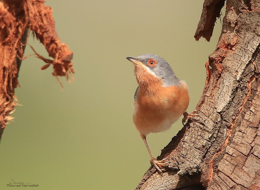 Foto de Western Subalpine Warbler