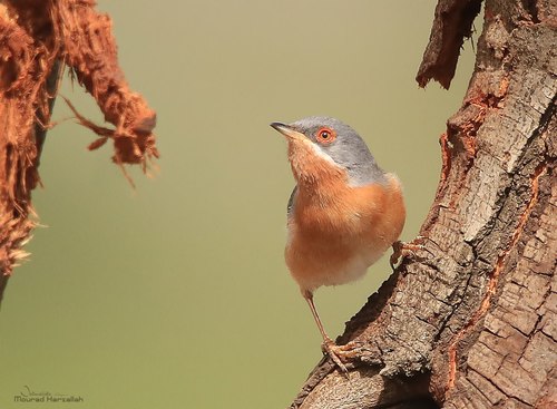 Western Subalpine Warbler