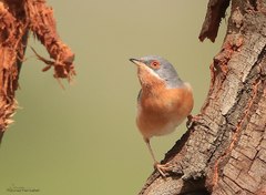 Western Subalpine Warbler photo 2