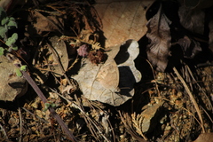 Pindis squamistriga