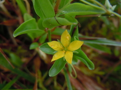 Lysimachia azorica