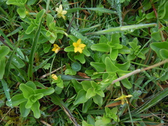 Lysimachia azorica