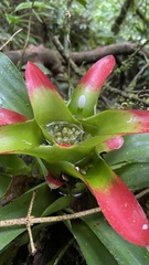 Nidularium innocentii