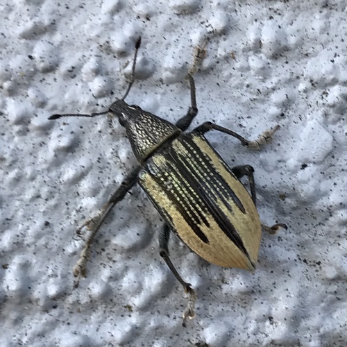 Diaprepes abbreviatus image