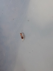 Mecynotarsus serricornis