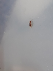 Mecynotarsus serricornis